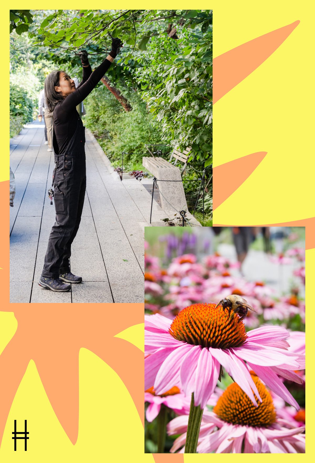 An inset image of a gardener pruning a tree and a closeup image of flowers with a bee on one of them.