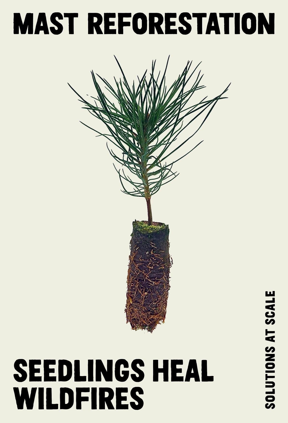 Mast Reforestation