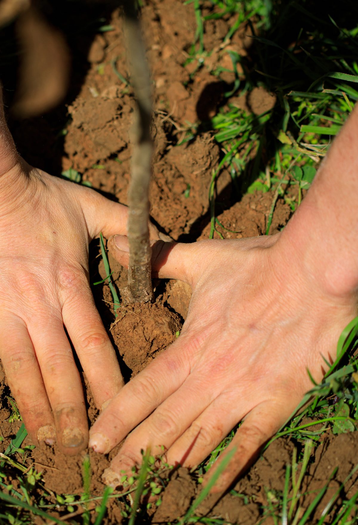 Closeup of hands planting a sapling in dirt.
