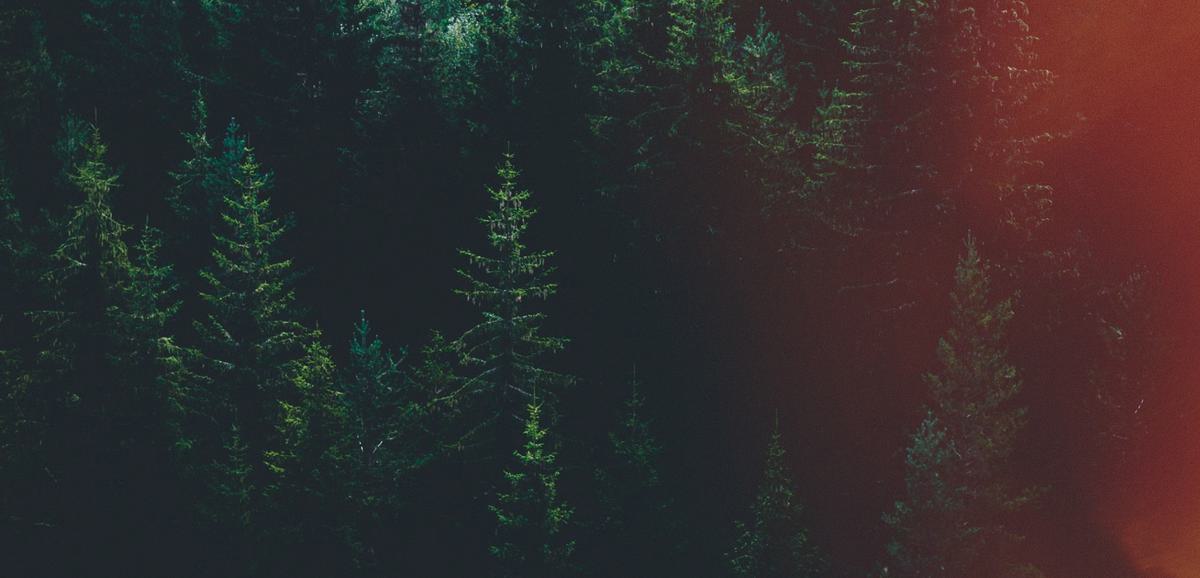 Background image of a forest