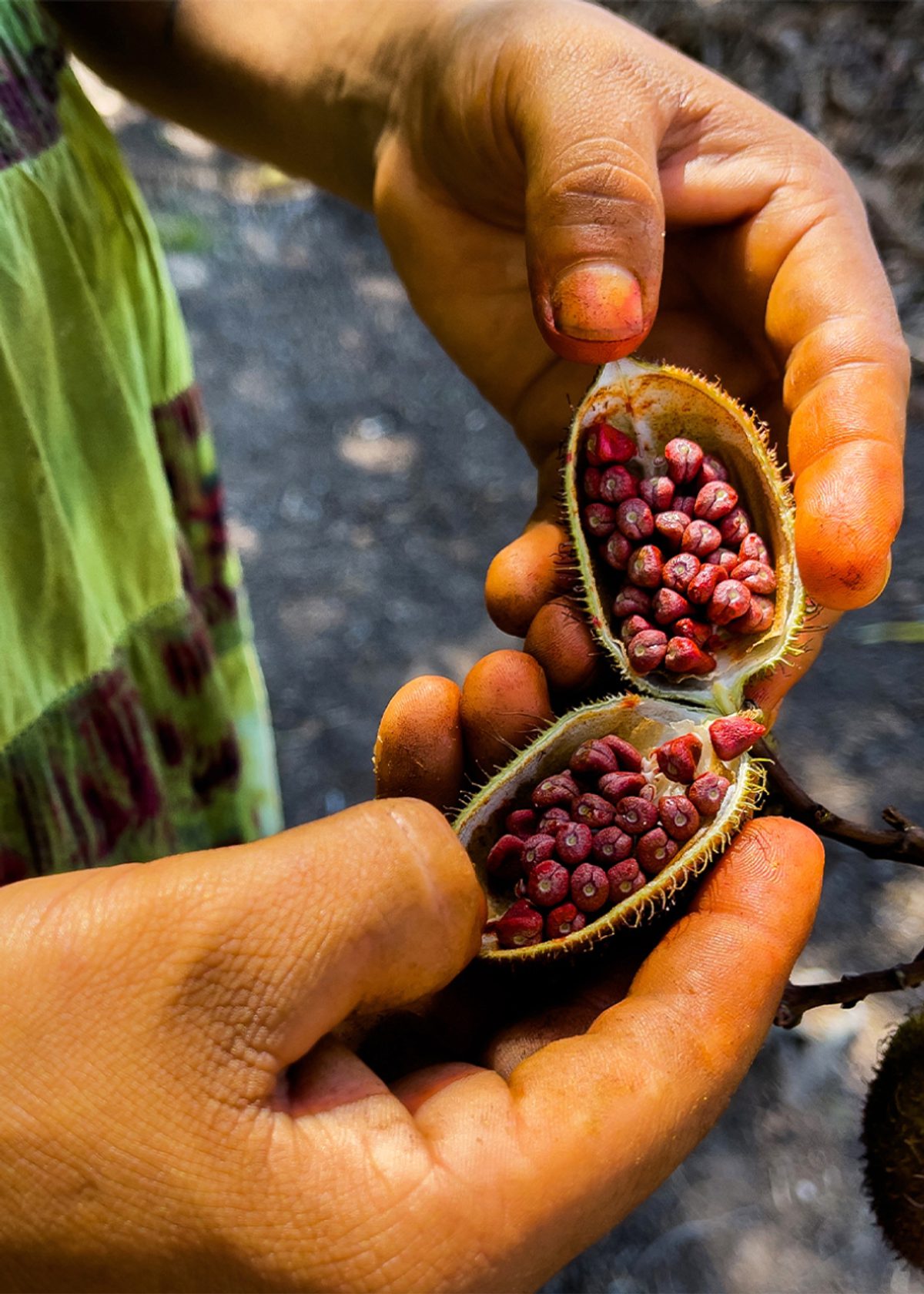 hand opening a fruit with many pebbles inside