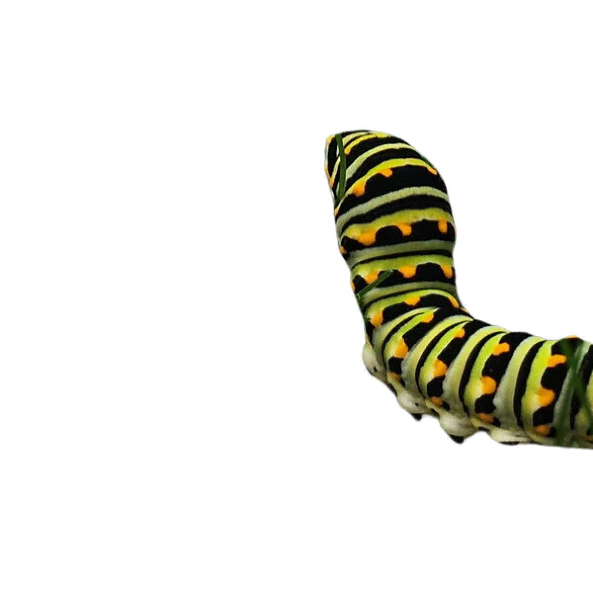 A green caterpillar with black stripes and yellow spots