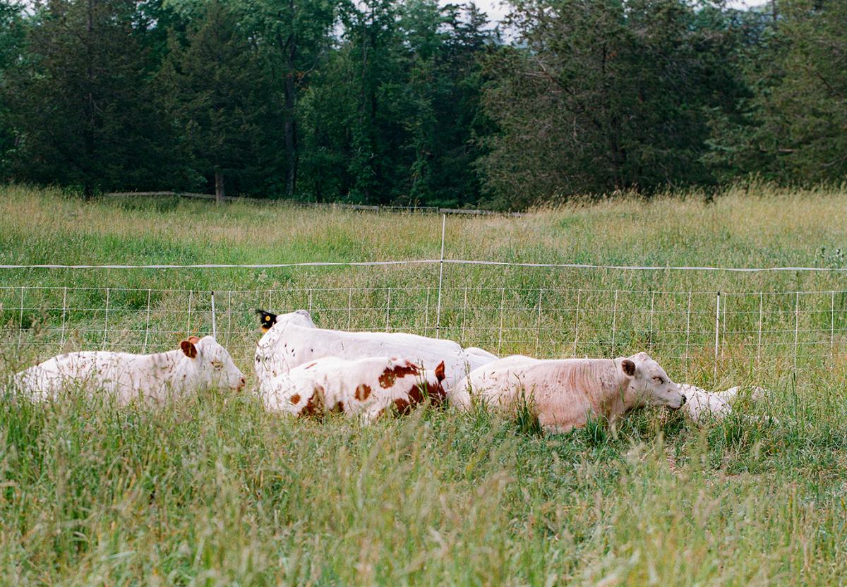 Herd of cows laying in a grassy field next to a fence.