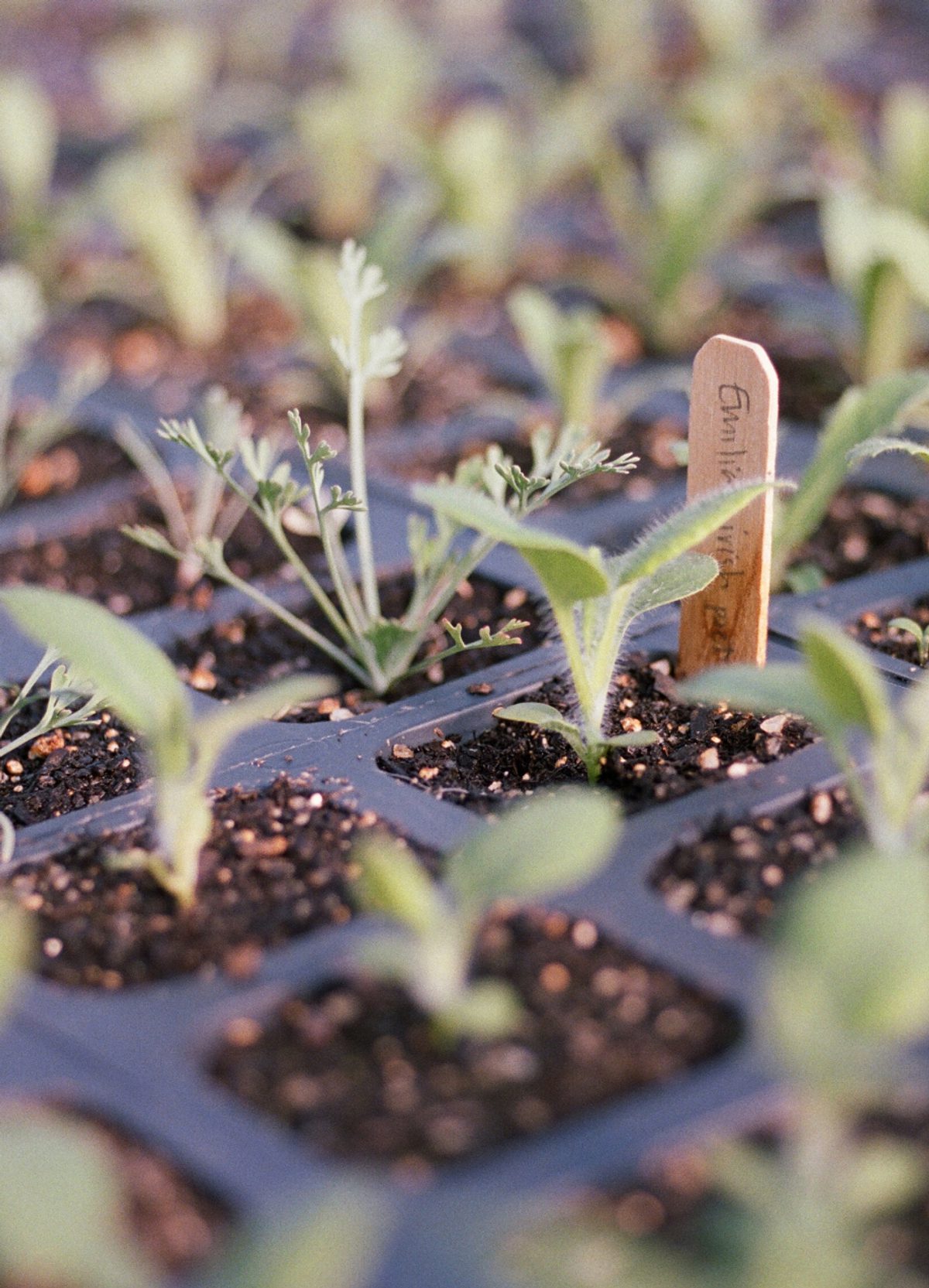 Image of plant seedlings.