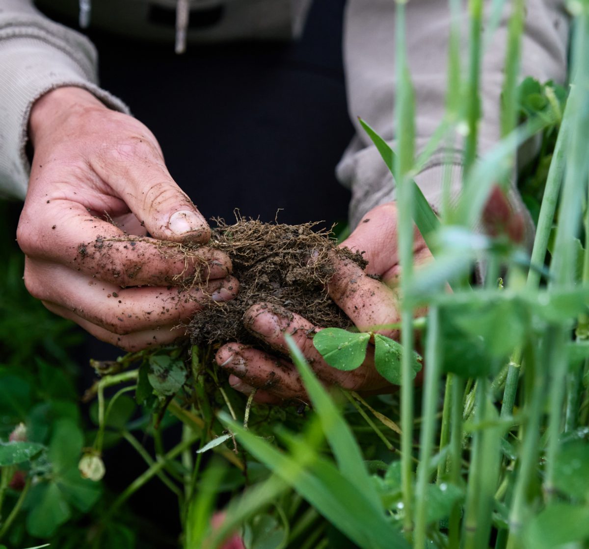 Image of hands inspecting roots in dirt.