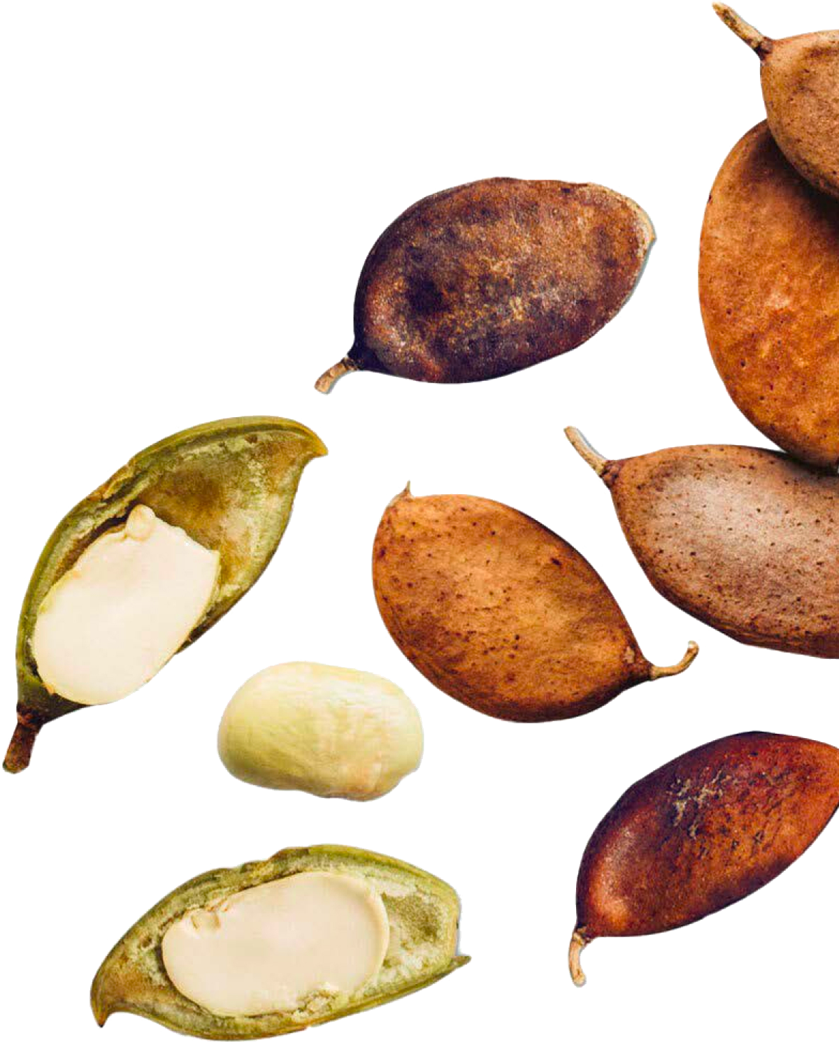 An illustration of a pongamia tree