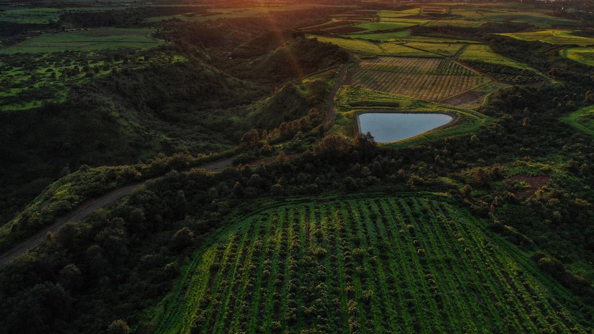 Aerial view of a field of trees